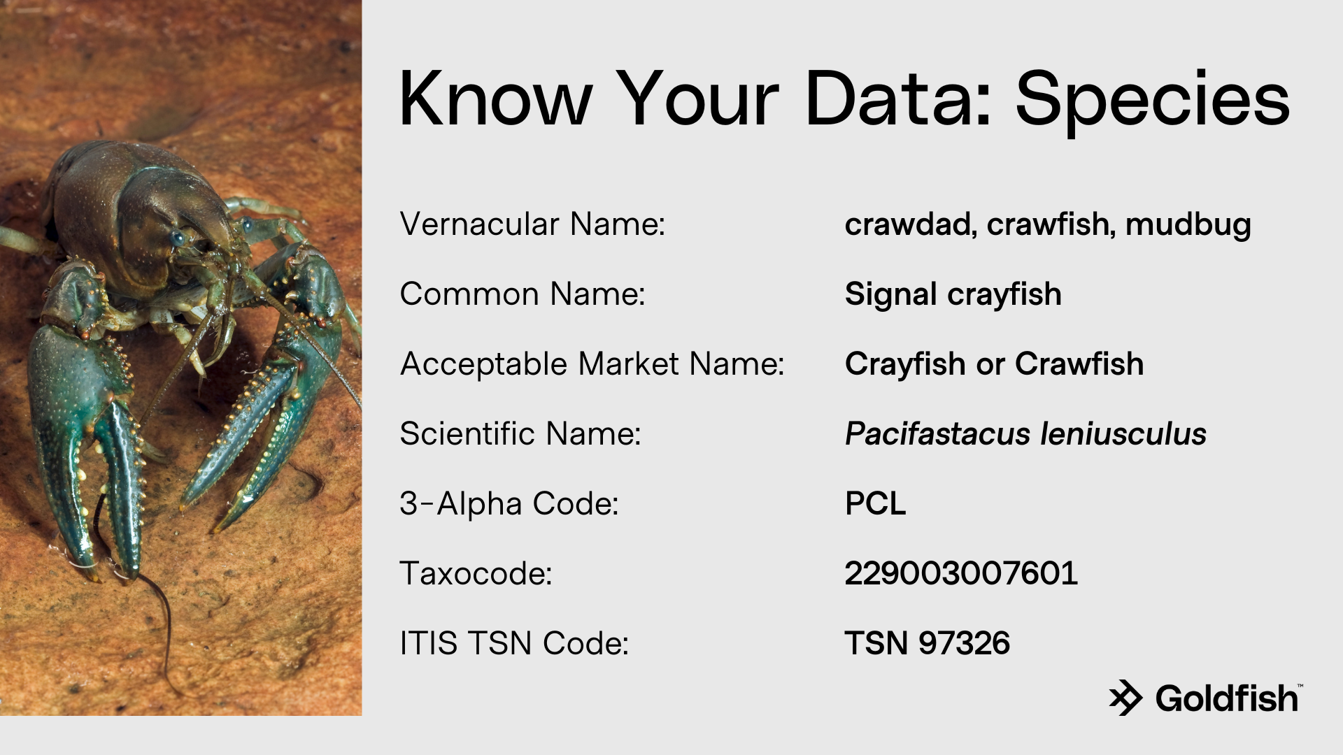 Know Your Data: Species