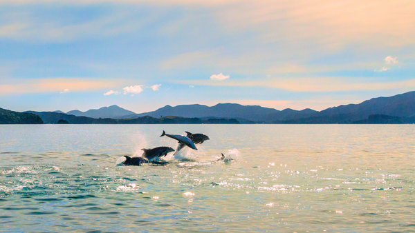 Tiny Dolphin, Big Deal: US Bans New Zealand Seafood