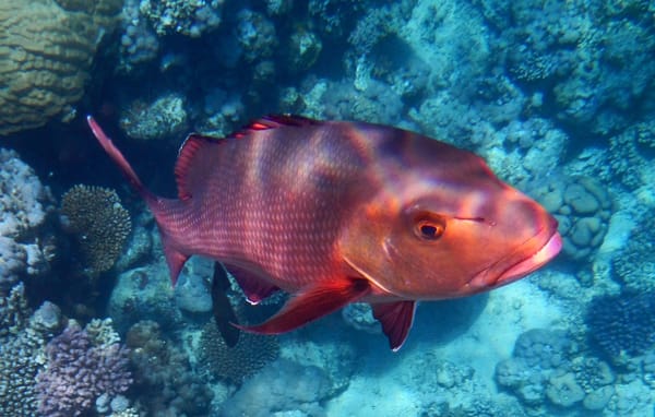 US Import Requirements for Snapper are Getting Tougher
