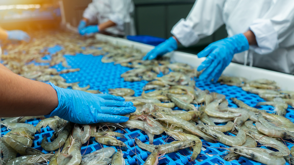 Chinese Seafood Company added to UFLPA Enforcement List: What it Means and What to Do